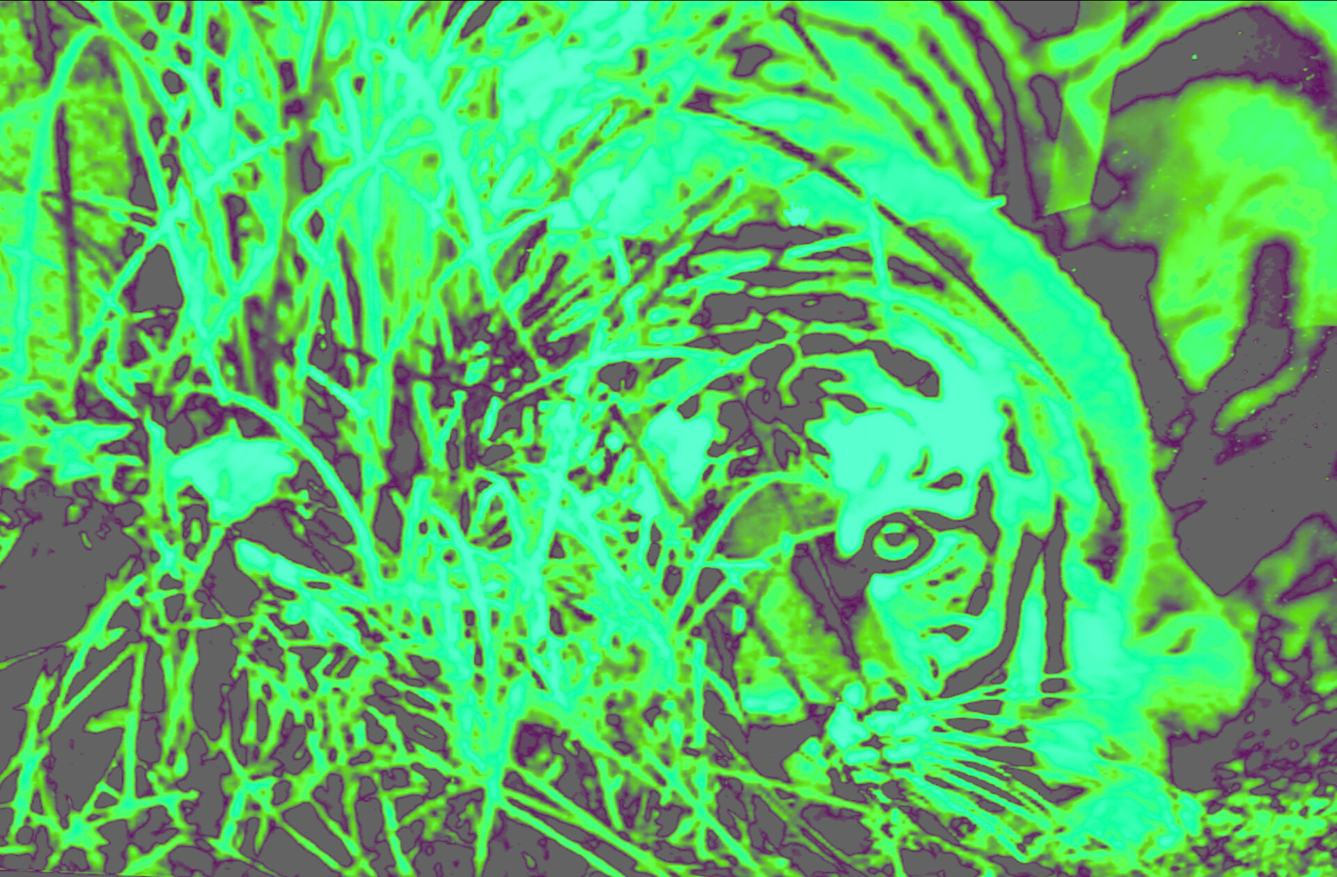 Night Vision